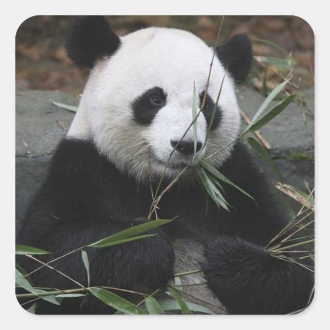 Giant panda square sticker (Front)