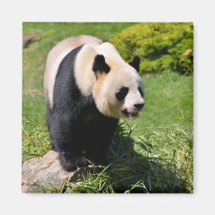 Giant panda standing on a stone magnet