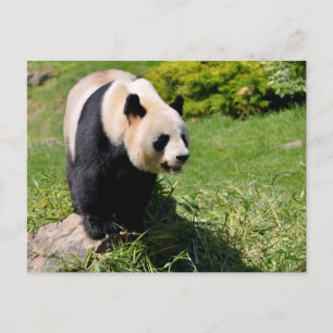 Giant panda standing on a stone postcard