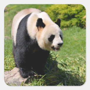 Giant panda standing on a stone square sticker