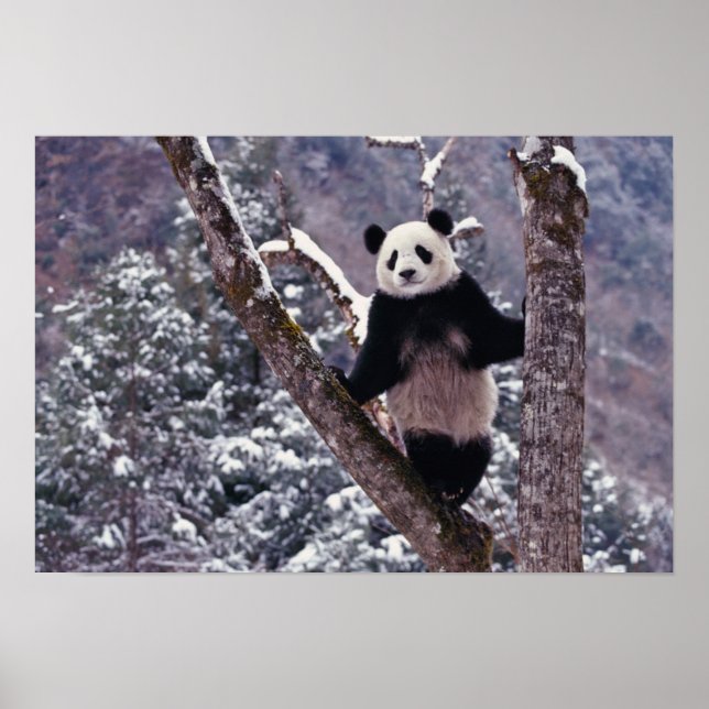 Giant Panda standing on tree, Wolong, Sichuan, Poster (Front)