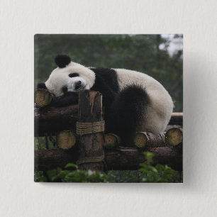 Giant pandas at the Giant Panda Protection 15 Cm Square Badge