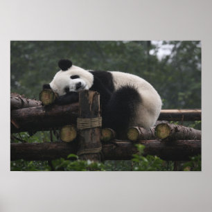 Giant pandas at the Giant Panda Protection & 3 Poster