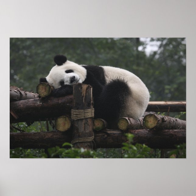 Giant pandas at the Giant Panda Protection & 3 Poster (Front)