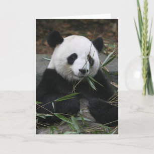 Giant pandas at the Giant Panda Protection & Card