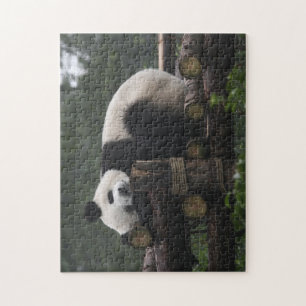 Giant pandas at the Giant Panda Protection Jigsaw Puzzle