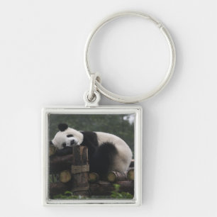 Giant pandas at the Giant Panda Protection Key Ring