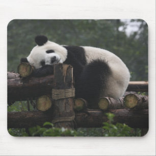 Giant pandas at the Giant Panda Protection Mouse Pad