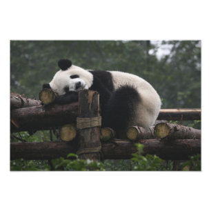 Giant pandas at the Giant Panda Protection Photo Print