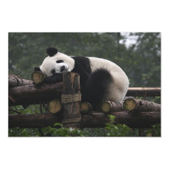 Giant pandas at the Giant Panda Protection Photo Print (Front)