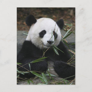 Giant pandas at the Giant Panda Protection & Postcard