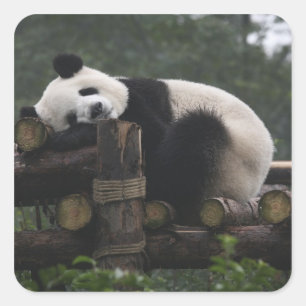 Giant pandas at the Giant Panda Protection Square Sticker