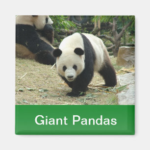 Giant pandas magnet