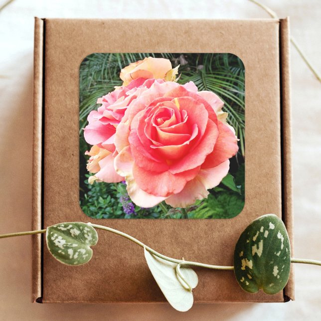 Giant pink rose close-up photo beautiful modern square sticker (Creator Uploaded)