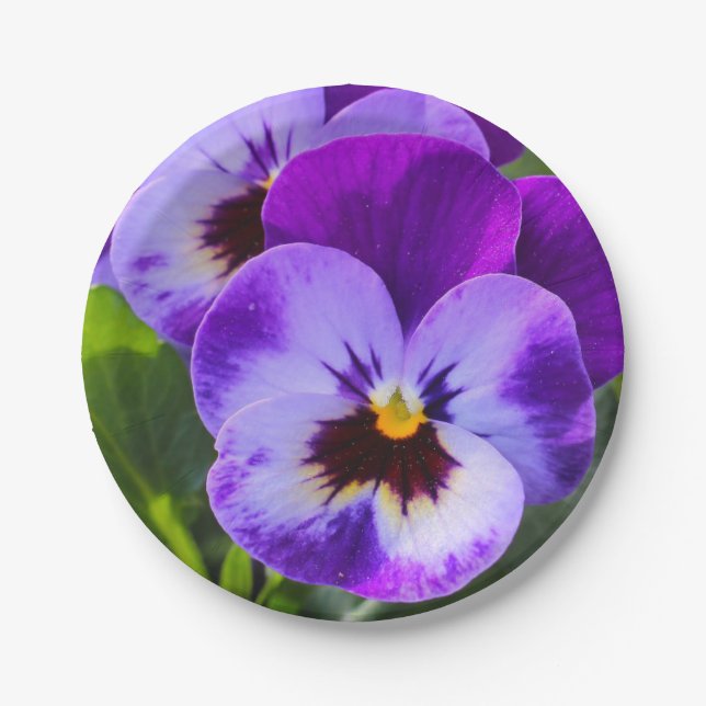Giant pong Pansy Fills this Paper Plate (Front)