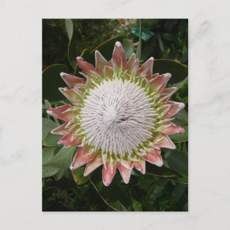 Giant Protea Flower. Postcard