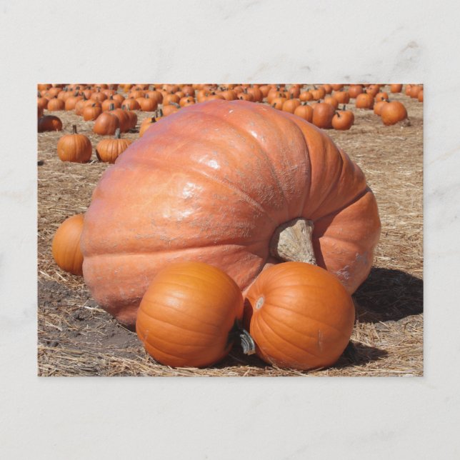 Giant Pumpkin Postcard (Front)