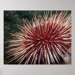 Giant Red Sea Urchin - Fine Art Print