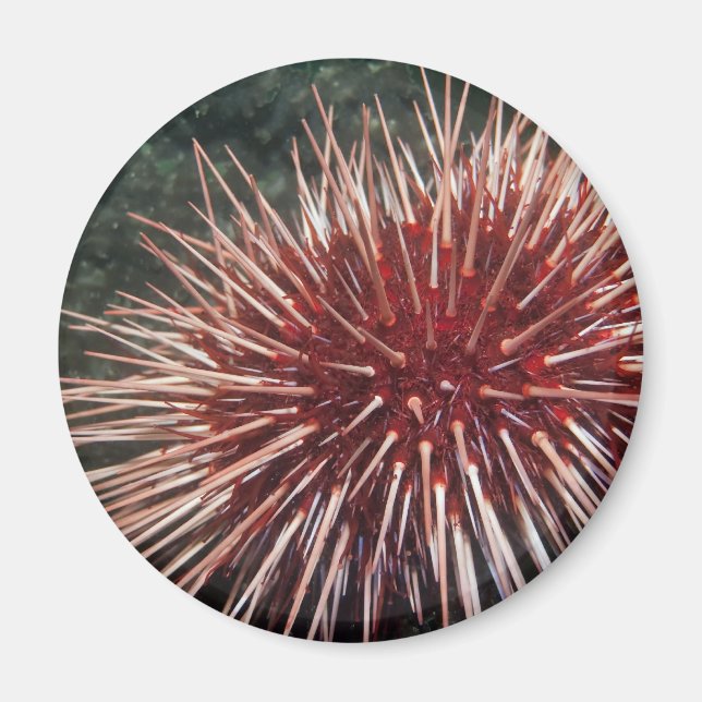 Giant Red Sea Urchin - Magnet (Front)