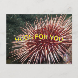 Giant Red Sea Urchin - Postcard