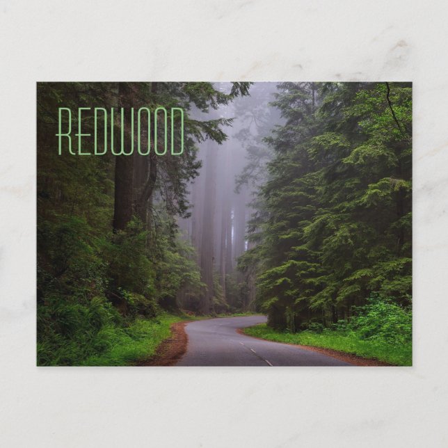 Giant Redwood Trees, Redwood National/State Parks Postcard (Front)