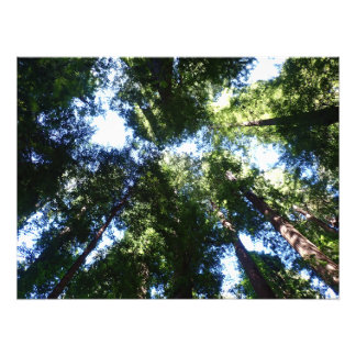 Giant Redwoods Looking Up Poster