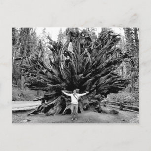 Giant Redwoods  -  Postcard