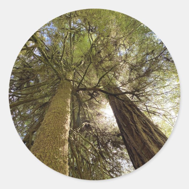 Giant Redwoods Sticker (Front)