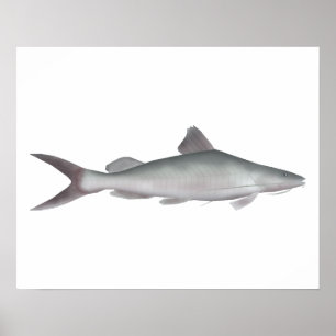 Giant River-catfish Poster