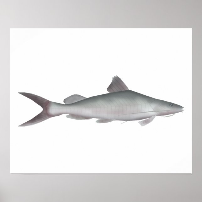 Giant River-catfish Poster (Front)