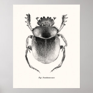 Giant Sacred Scarab - Scarabaeus sacer Poster