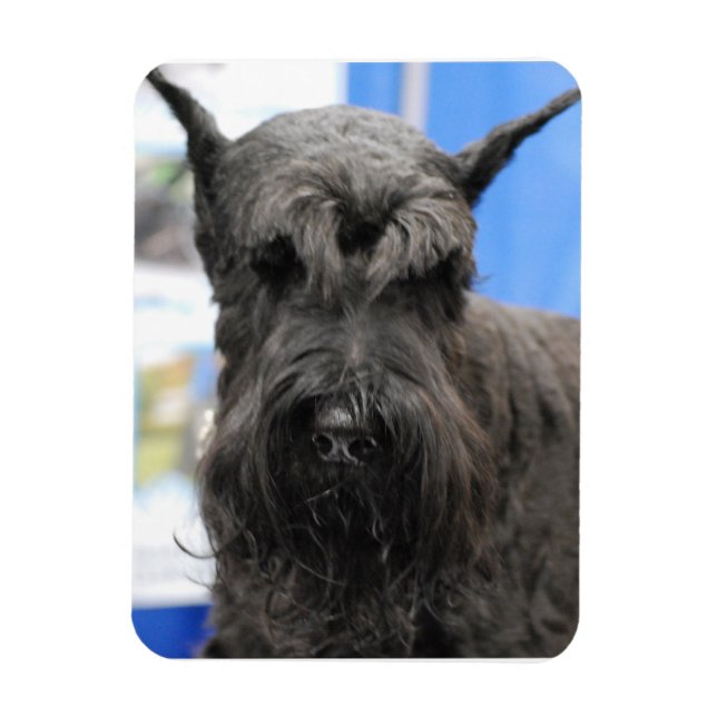 Giant Schnauzer Magnet (Vertical)