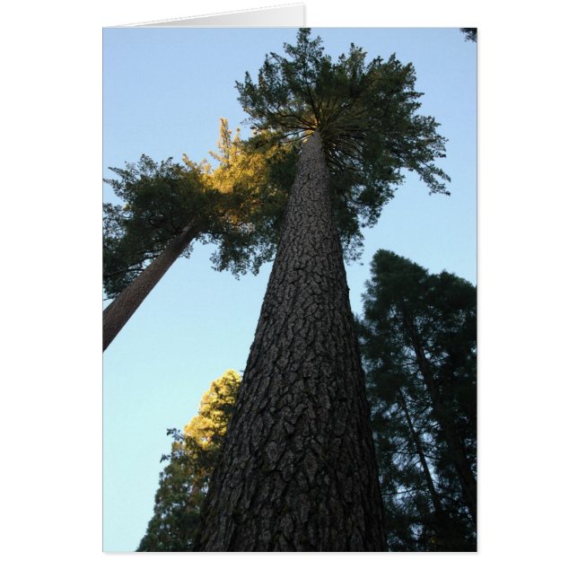 Giant Sequoia (Front)