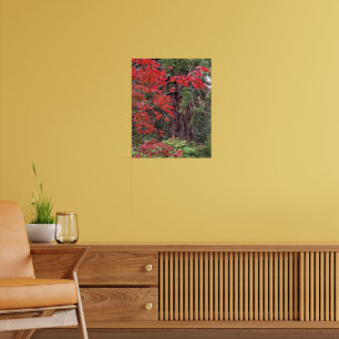 Giant Sequoia and Red Maple Leaves Photographic Poster