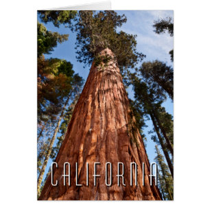 Giant Sequoia Ascends