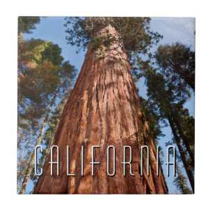 Giant Sequoia Ascends Ceramic Tile