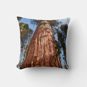 Giant Sequoia Ascends Cushion