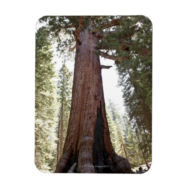 Giant Sequoia in Mariposa Grove in Yosemite Magnet (Vertical)