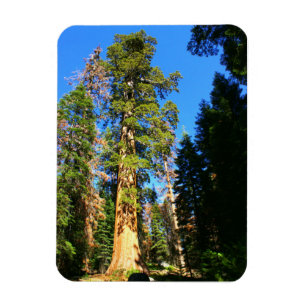 Giant Sequoia National Monument Magnet