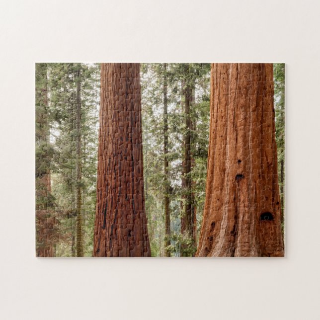 Giant Sequoia Panorama Jigsaw Puzzle (Horizontal)