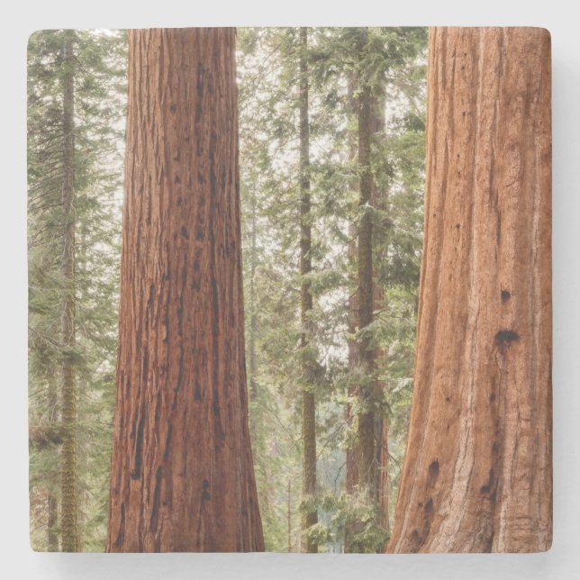 Giant Sequoia Panorama Stone Coaster (Front)