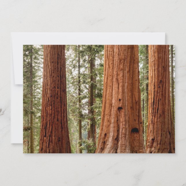 Giant Sequoia Panorama Thank You Card (Front)