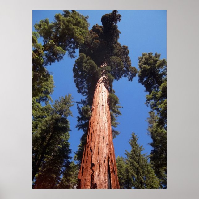 Giant Sequoia Poster (Front)