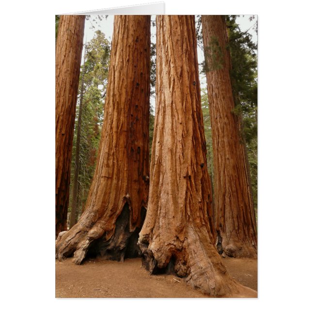 Giant Sequoia, Sequoia National Park, California (Front)