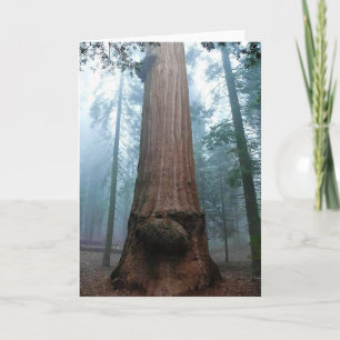 Giant Sequoia Tree in Grant Grove, CA Card