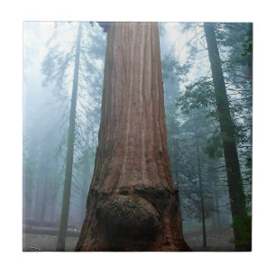 Giant Sequoia Tree in Grant Grove, CA Ceramic Tile