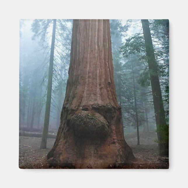 Giant Sequoia Tree in Grant Grove, CA Magnet (Front)