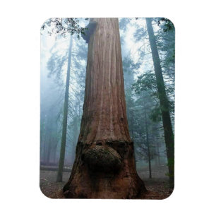 Giant Sequoia Tree in Grant Grove, CA Magnet