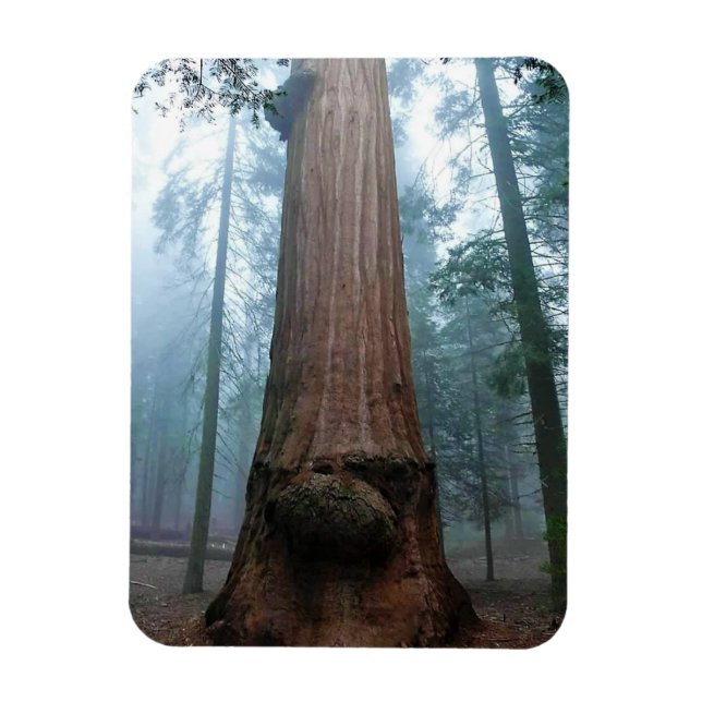 Giant Sequoia Tree in Grant Grove, CA Magnet (Vertical)