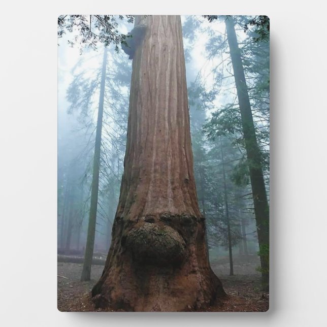 Giant Sequoia Tree in Grant Grove, CA Plaque (Front)